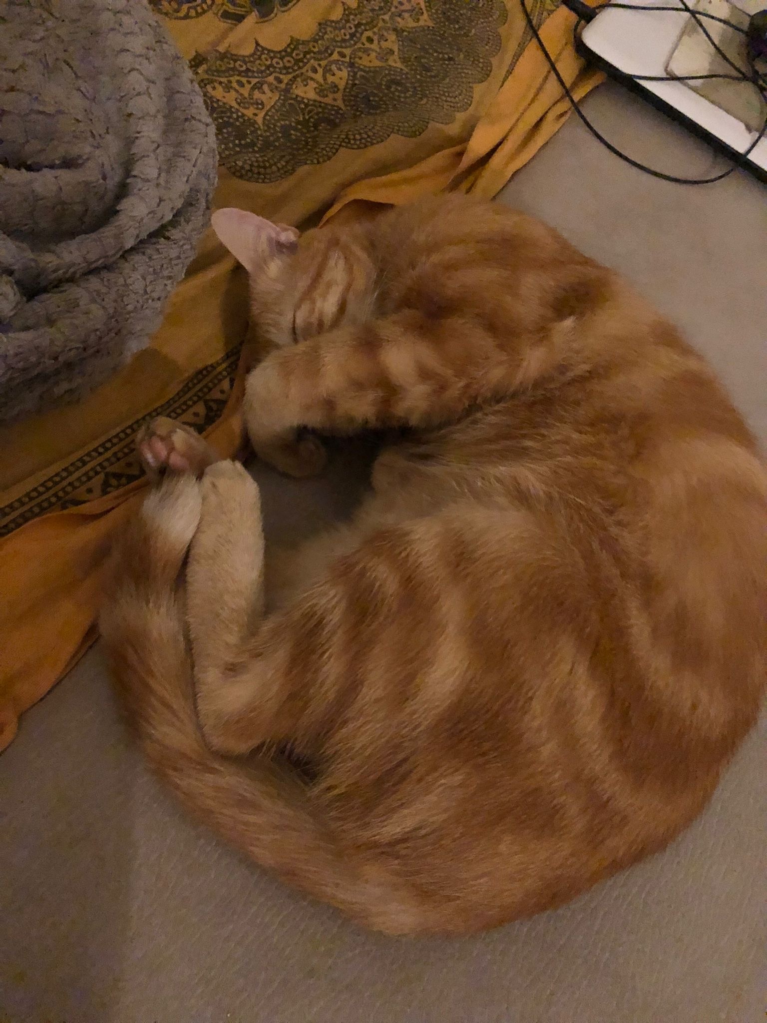 Aladdin - Algajola - Département 20 | Massage Nue