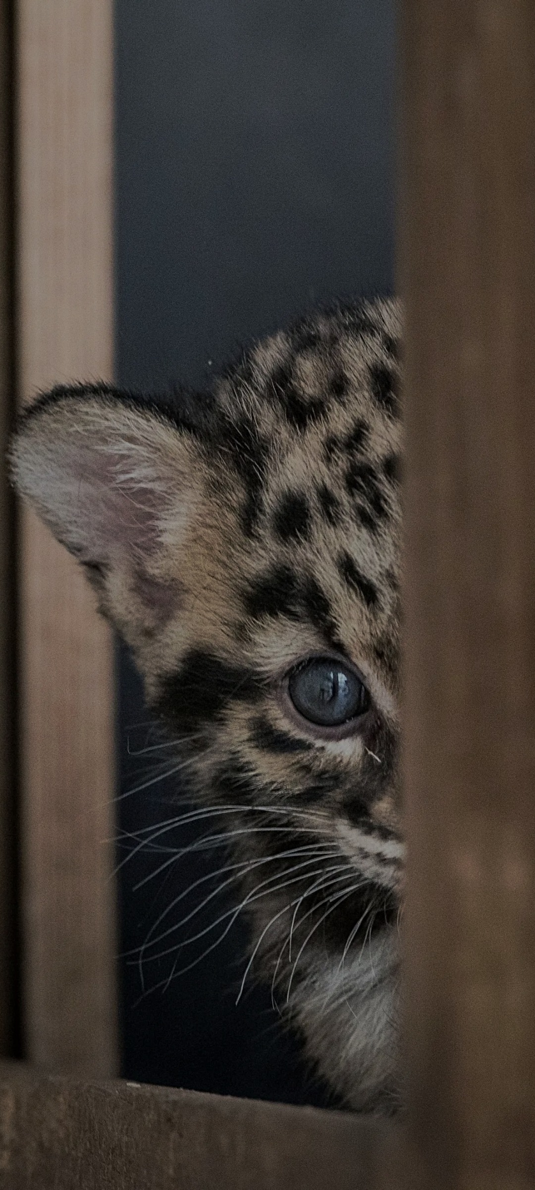 Almyre - Challonges - Haute-Savoie | Massage Nue